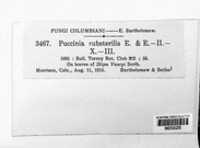 Puccinia substerilis image